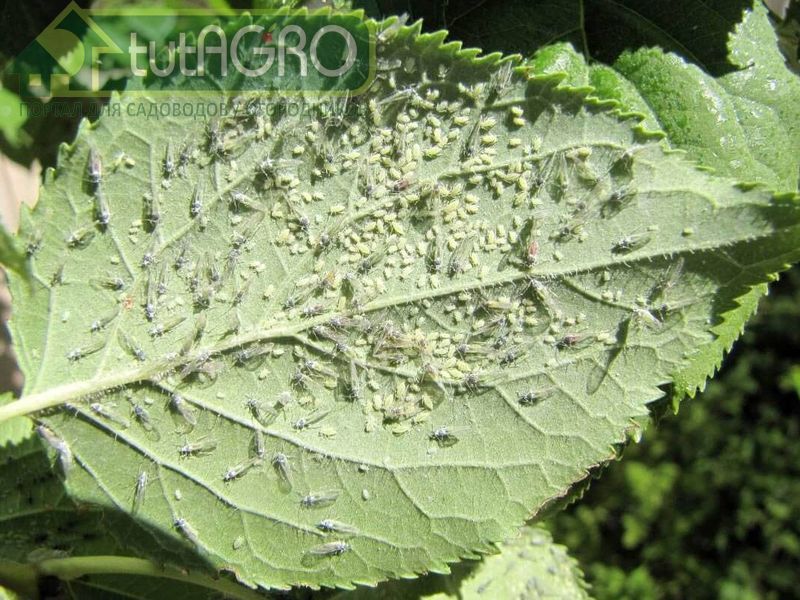 От сосущих вредителей - AGROzen