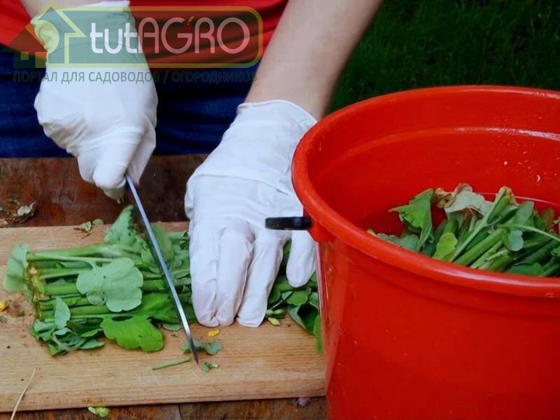 От листогрызущих вредителей (гусениц и пилильщиков) - AGROzen