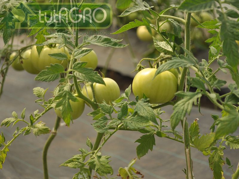 Основные ошибки в уходе за томатами и не только - AGROzen