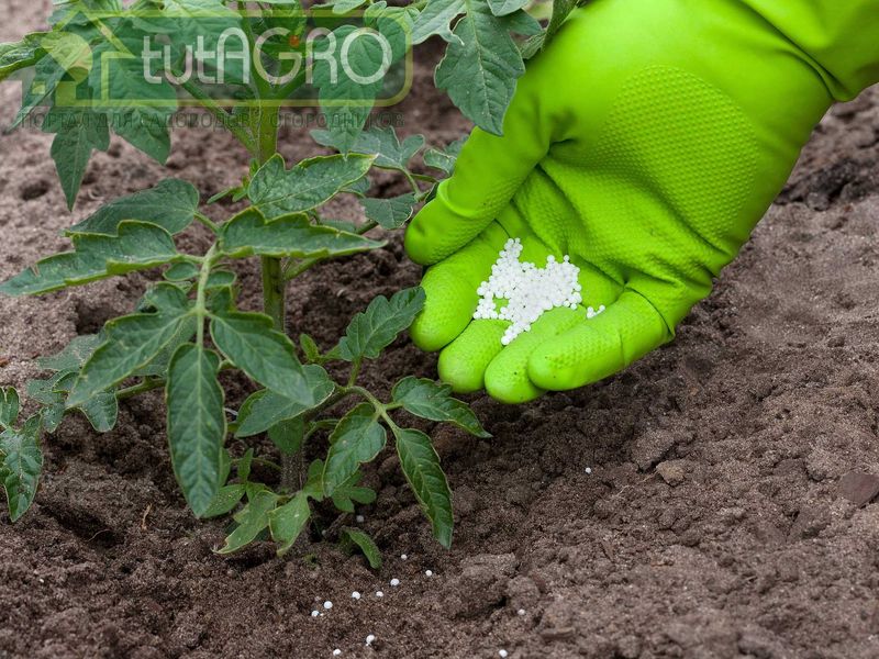 Много подкормок томатов - AGROzen 