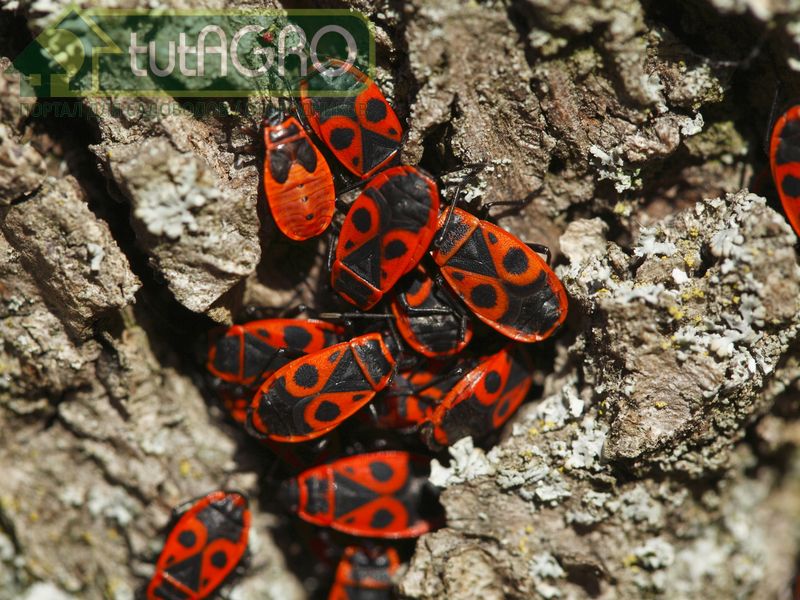 Красные клопы. В их числе клоп-солдатик - AGROzen