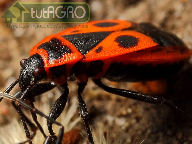 Клопы-солдатики на страже садов и огородов. Польза от клопов - AGROzen