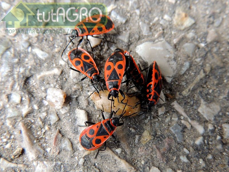 Животной составляющей пищи клопов-солдатиков служат разнообразные мелкие насекомые - AGROzen