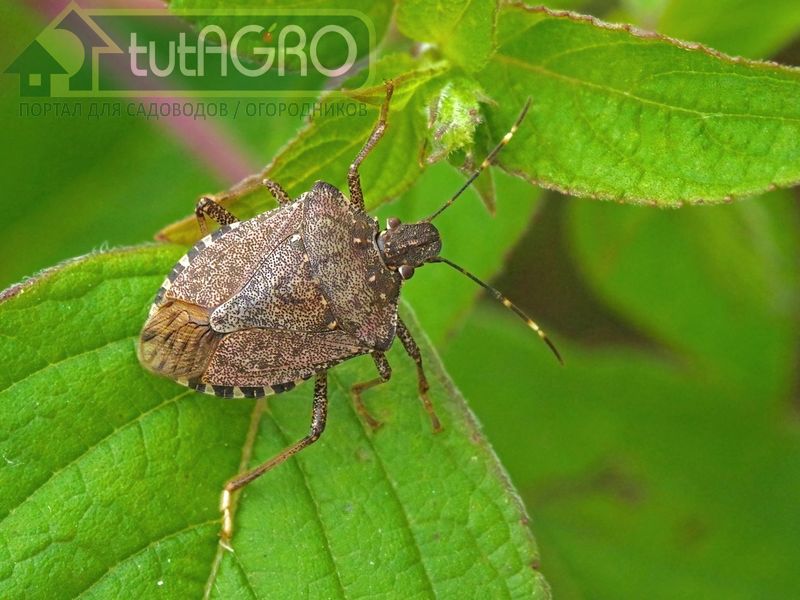 Есть среди них и вредные, такие как мраморный клоп - AGROzen