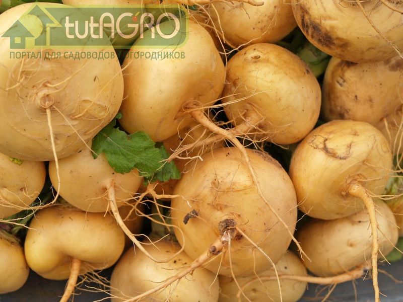 С первой декады июля можно сеять редис, дайкон, а также репу - AGROzen