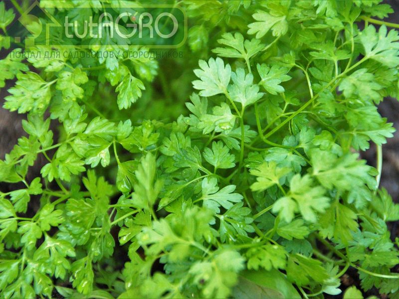 В любое время можно подсевать укроп, петрушку и салат - AGROzen
