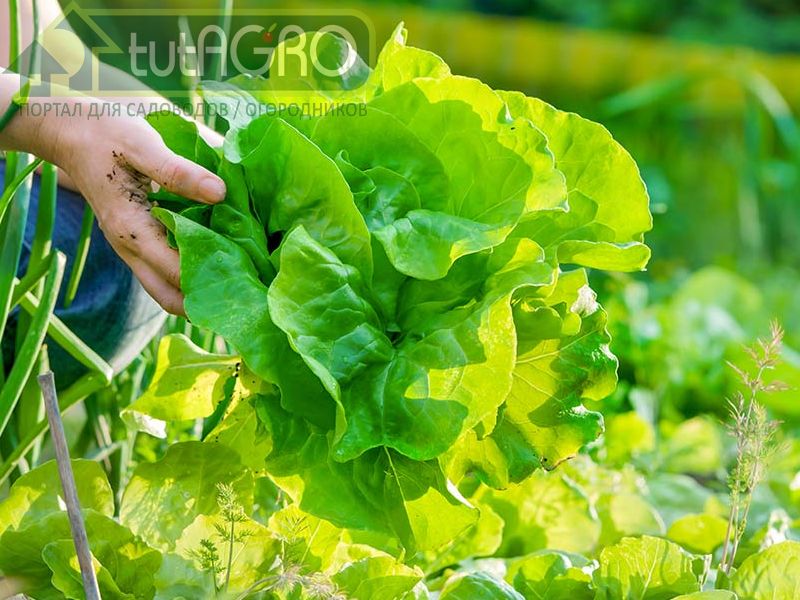 Биопрепараты - недешевое удовольствие - AGROzen