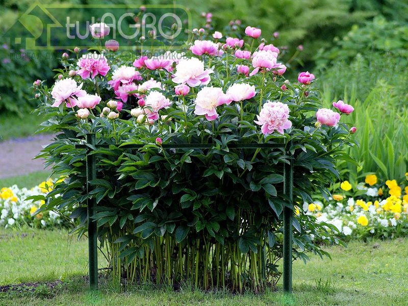 Отцвели пионы под моим окном - AGROzen