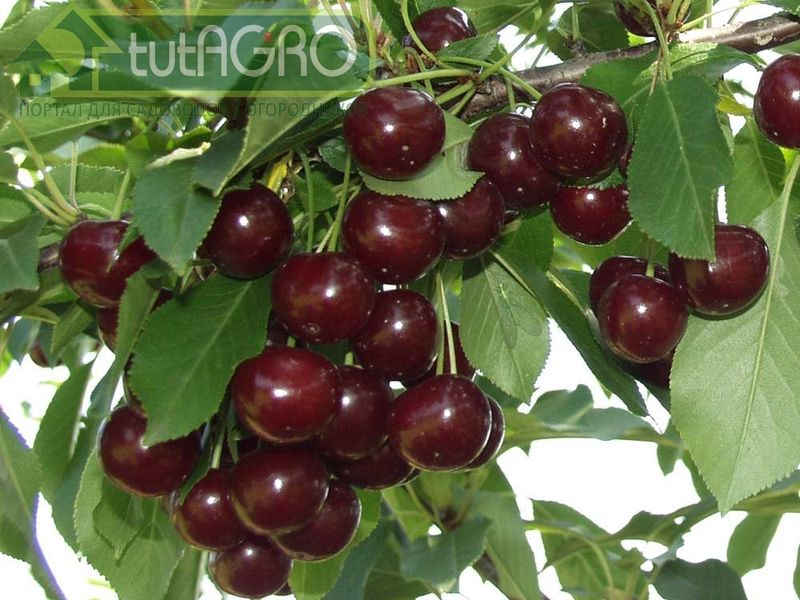 Каков уход, таков и плод. Рецепт подкормки от Ивана Русских - AGROzen