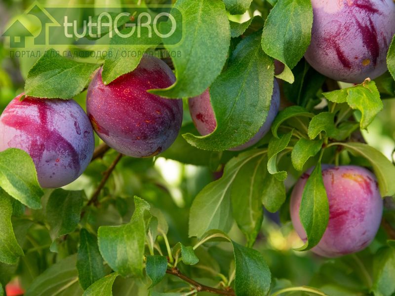 Достаточное количество калия и фосфора будет способствовать хорошему урожаю - AGROzen