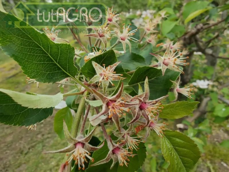 При хорошем цветении и завязывании плодов низкие урожаи могут быть следствием опадания завязей - AGROzen