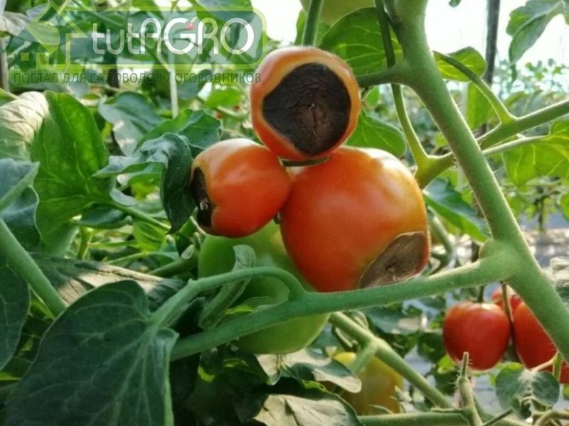 Подкормки с умом - AGROzen