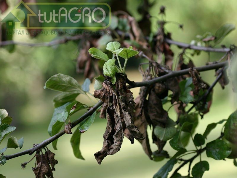 Лекарства для сада. Рецепты борьбы с бактериальными болезнями - AGROzen