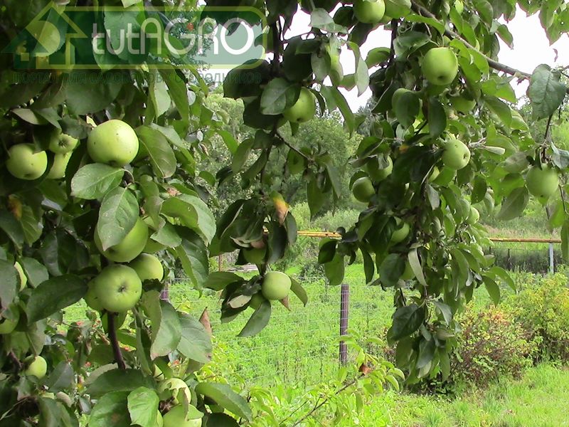 Иван Русских предлагает свои рецепты борьбы с заболеваниями - AGROzen