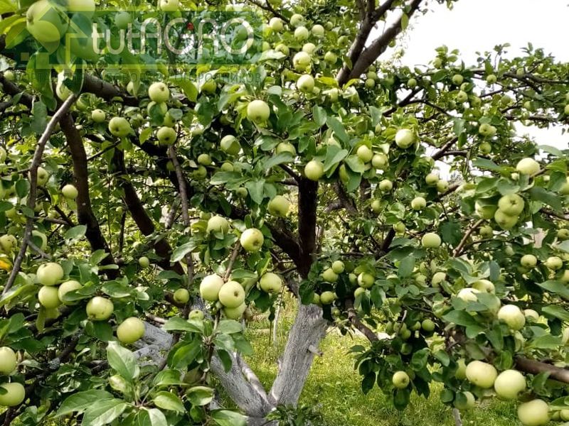 Нитрофураны против бактериальных болезней сада - AGROzen