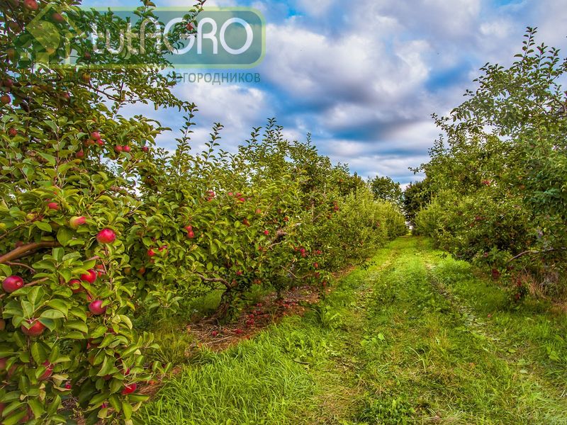 Для эффективной защиты растений от бактериозов применяйте гипохлорит (отбеливатель Белизна) - AGROzen