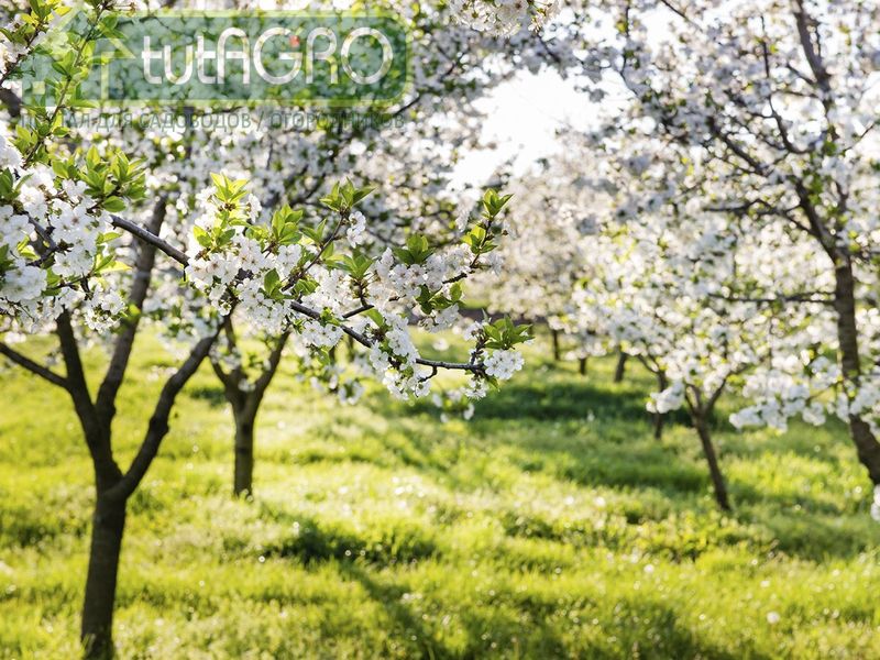 Через 7-10 дней после обработки нитрофуранами заселите растения полезной конкурентной микрофлорой - AGROzen