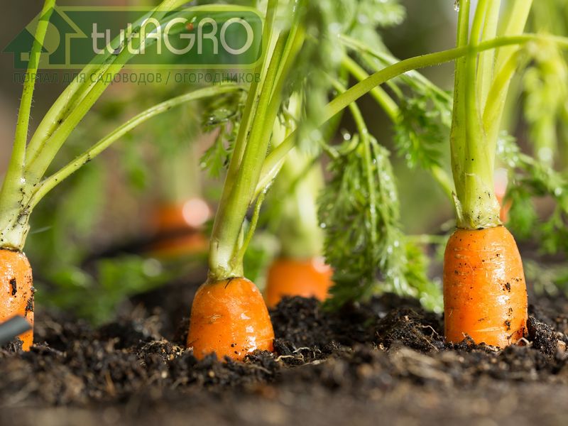 Зола для моркови - можно, но осторожно - AGROzen