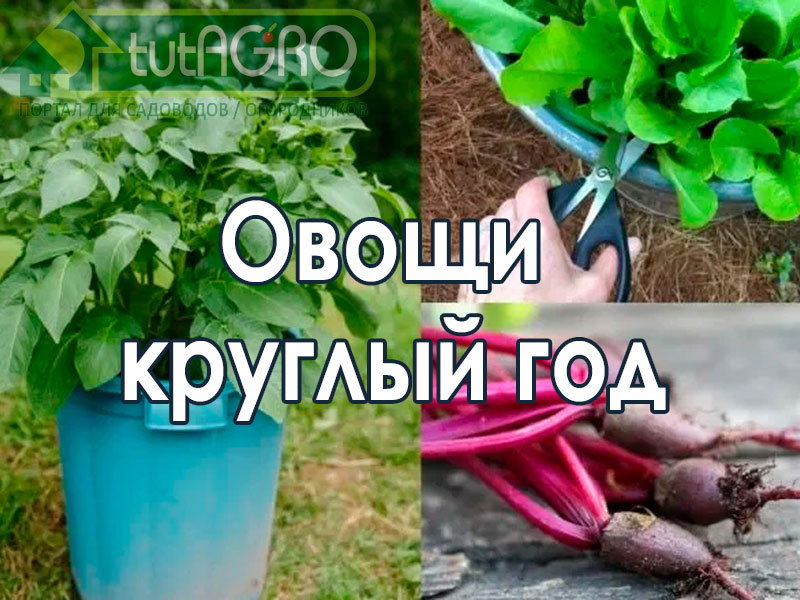 Еще не поздно! 20 овощей, которые можно сеять летом - AGROzen