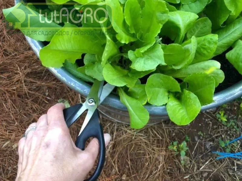 Салат - отличное скороспелое растение для выращивания с весны до осени - AGROzen