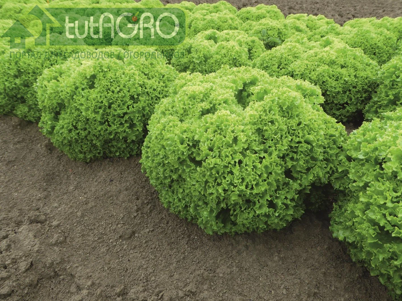 Салат "Биодонна" типа лолло - AGROzen