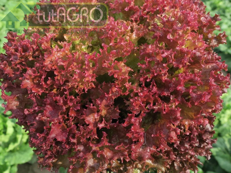 Салат Солос - также типа лолло, но с красными листьями - AGROzen