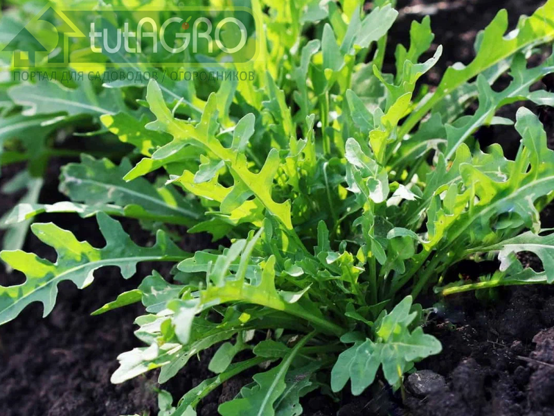 Правильно подобранные сорта - гарантия того, что зелени будет много даже при летних посевах - AGROzen