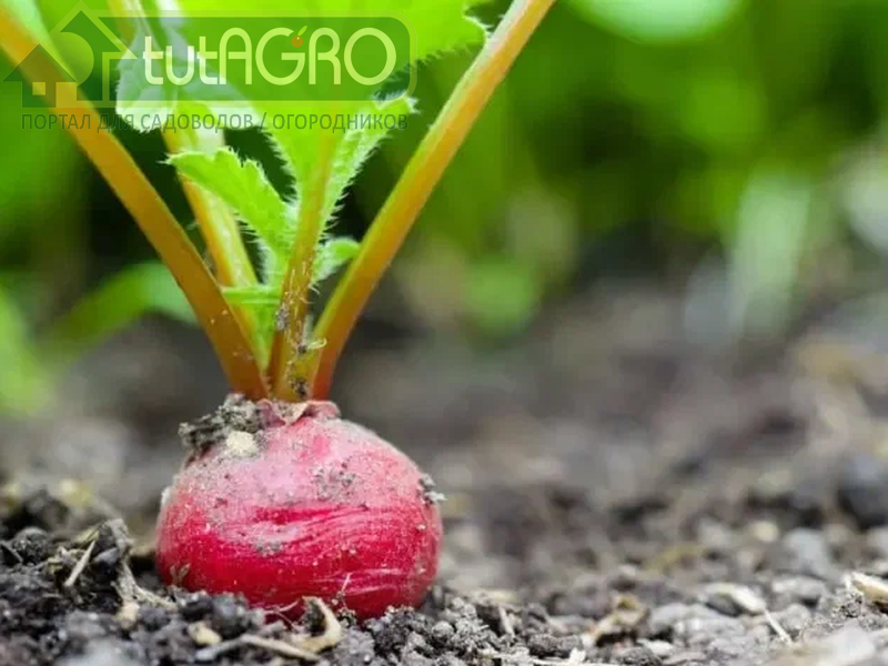 Редис - овощ, который тоже можно выращивать с весны до осени - AGROzen