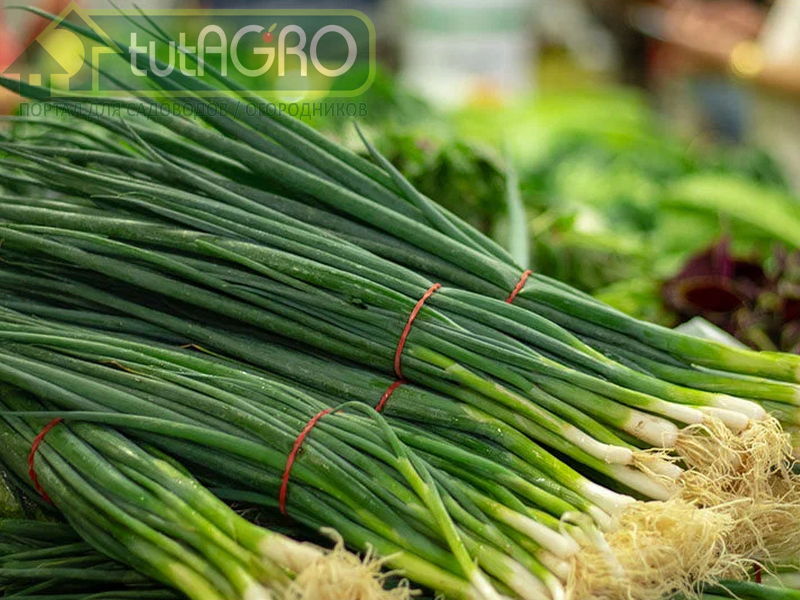 Польза зеленого лука огромна - AGROzen