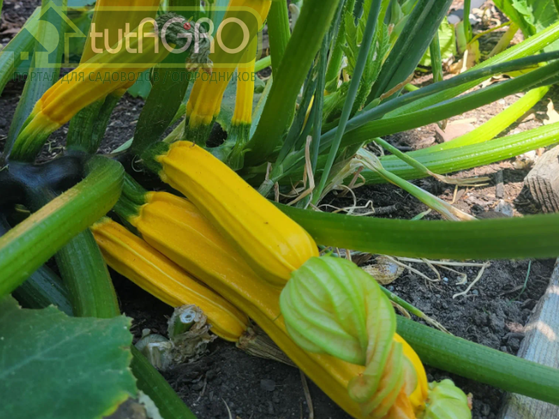 Молоденькие кабачки в сентябре - это не те недоростки, которые часто получаются на состарившихся растениях - AGROzen