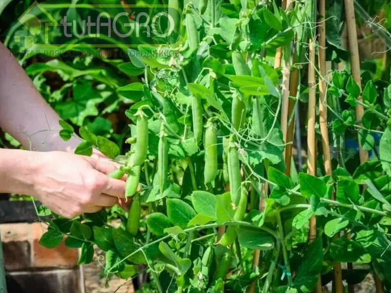 Зеленый горошек - любимое лакомство детей - AGROzen