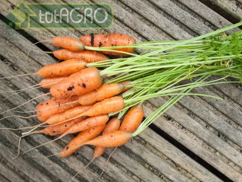 Молоденькая морковь - витаминное лакомство для детей и взрослых - AGROzen