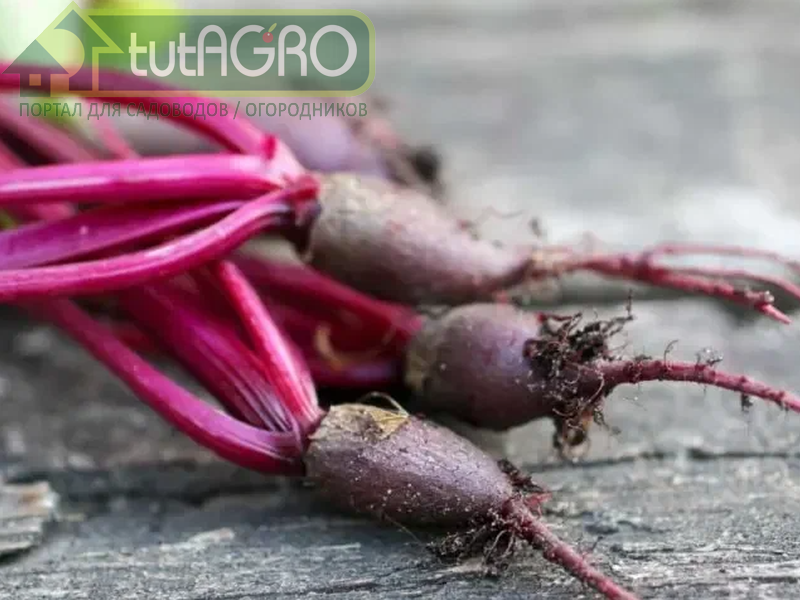 Молодая свекла - это не только сладкие корнеплоды. но и очень полезные листья и черешки - AGROzen