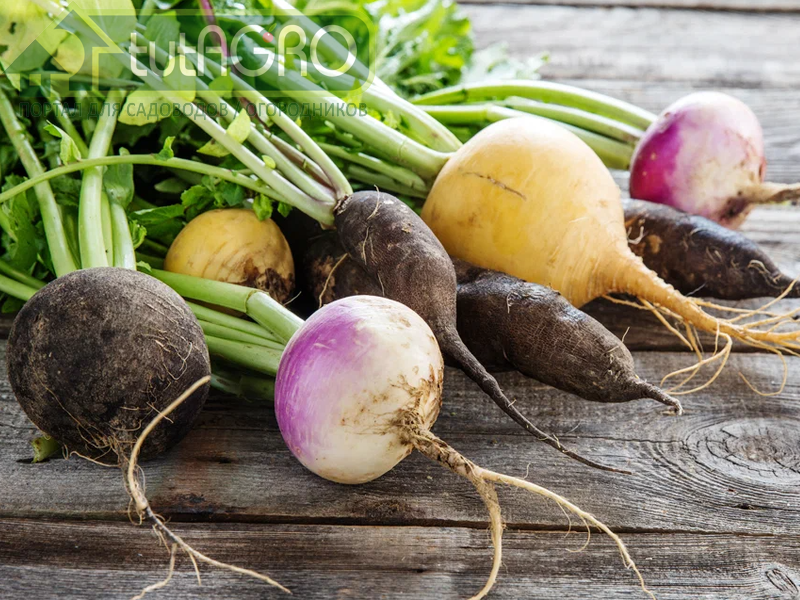 Среди сортов репы и редьки легко найти что-то на свой вкус - AGROzen