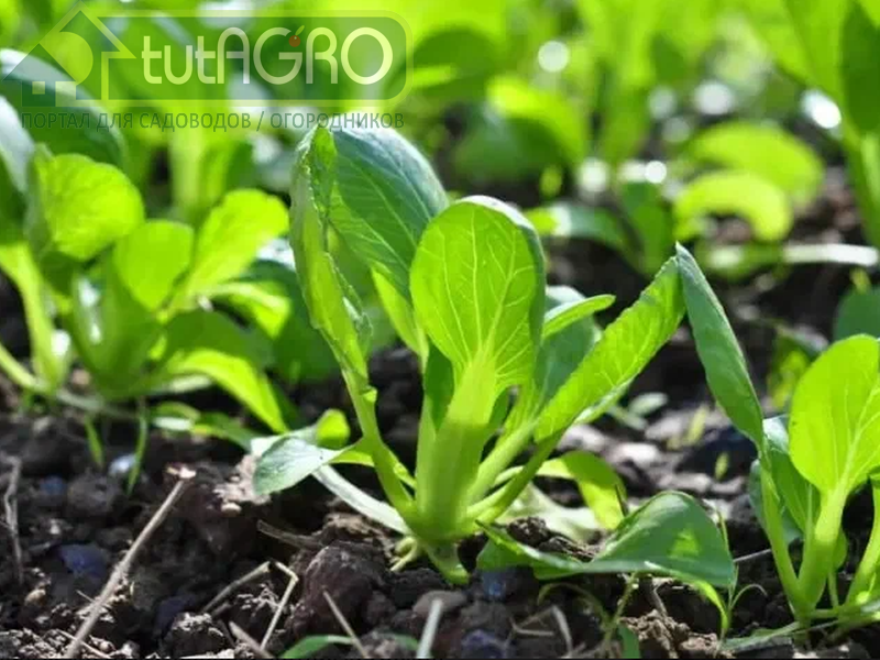Пак-чой - самая известная (после пекинской капусты) азиатская зелень - AGROzen