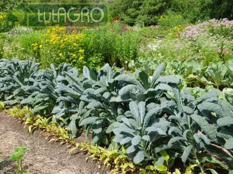 Листовая капуста - это то. что я очень люблю! Во всех смыслах: и гастрономическом, и диетическом, и эстетическом - AGROzen