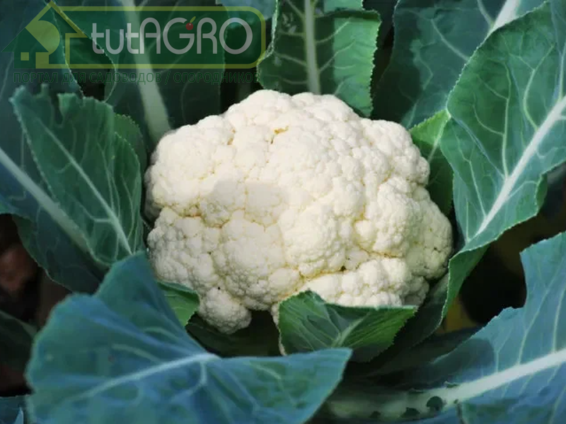 Не обязательно добиваться совершенно белых головок - AGROzen