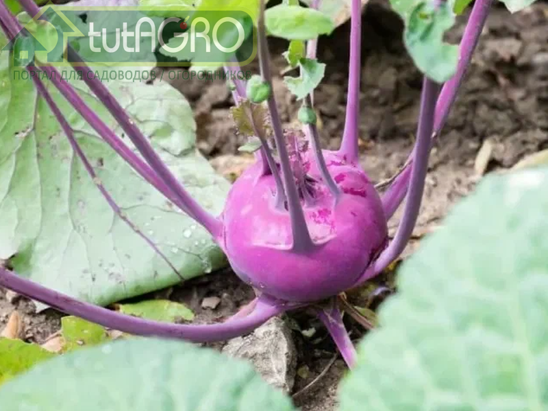 Красная кольраби - очень полезная для всего организма. а какая вкусная! Впрочем, зеленая не хуже - AGROzen