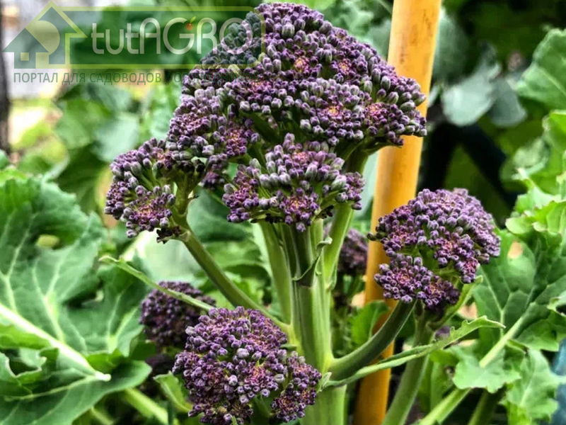 Разные сорта брокколи разнообразят ваш летний и осенний стол - AGROzen