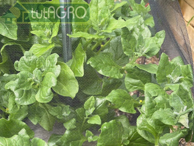 Защитить шпинат от тлей проще всего с помощью мелкой сетки - AGROzen