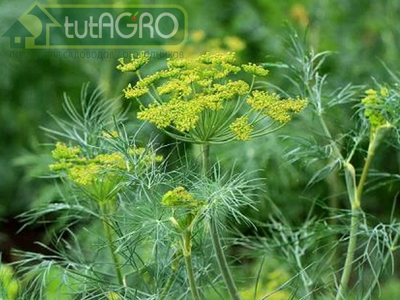 Укроп - для салатов, молодой картошечки и солений - AGROzen