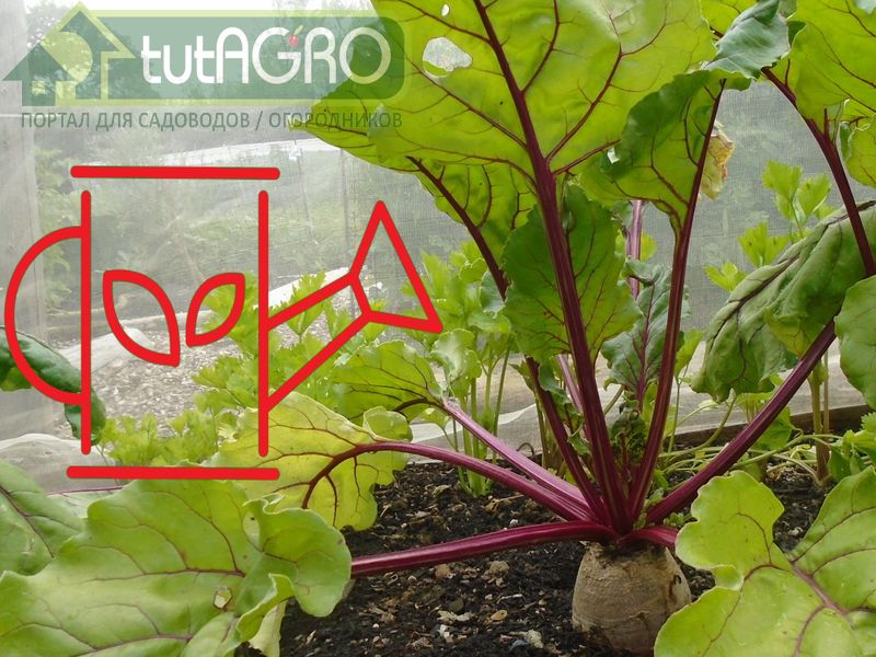 У человека иммунитет железный, а у растения - кремниевый - AGROzen