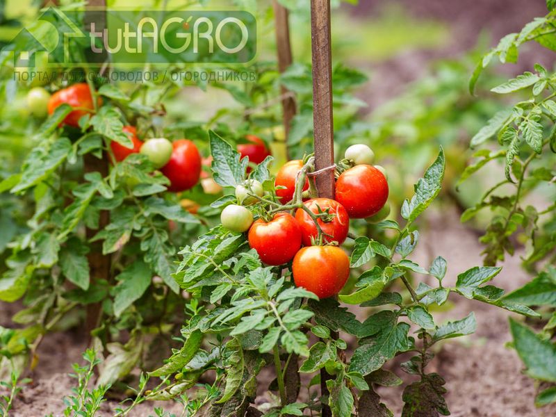 Томаты: летние обработки по рецептам Ивана Русских - AGROzen