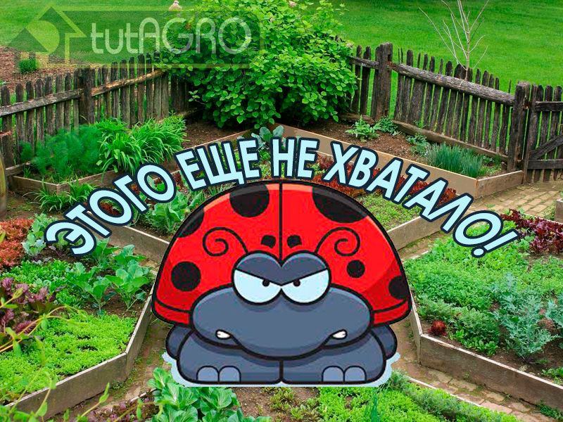 Ох, сколько же вредителей в нашем саду! Вот еще напасть - вредная коровка гармония. Эта коровка тоже умеет поедать тлей и других вредителей, но также она сжирает полезных божьих коровок и наш урожай. Как с ней побороться - смотрите в этом видео.  Берегитесь! Коровка сожрет и сад, и огород!