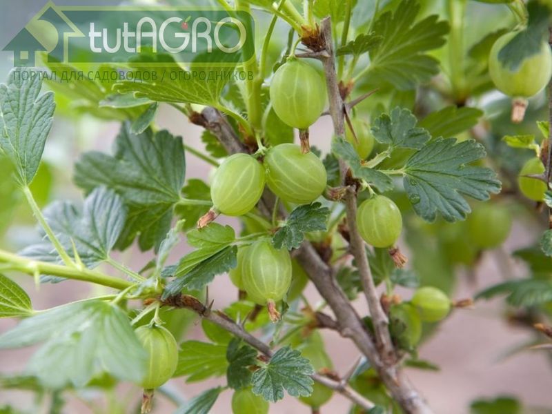 Спасение крыжовника. Профилактика мучнистой росы - AGROzen