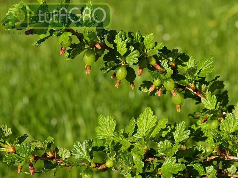 Еще один доступный и действенный рецепт - настой хвоща - AGROzen