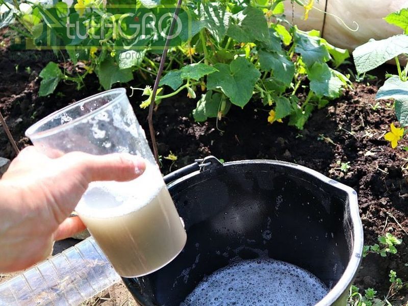 Чем подкормить огуречную грядку - AGROzen