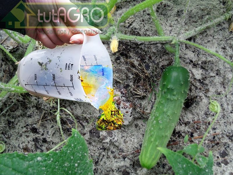 Ошибки при подкормках огурцов - AGROzen