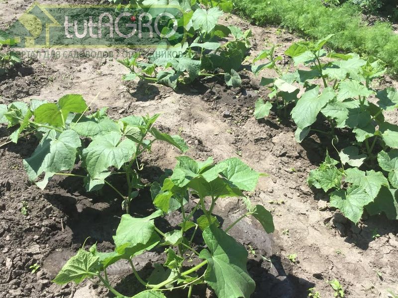 Зеленое удобрение (травяной настой) является очень хорошим способом комплексной подкормки растений - AGROzen
