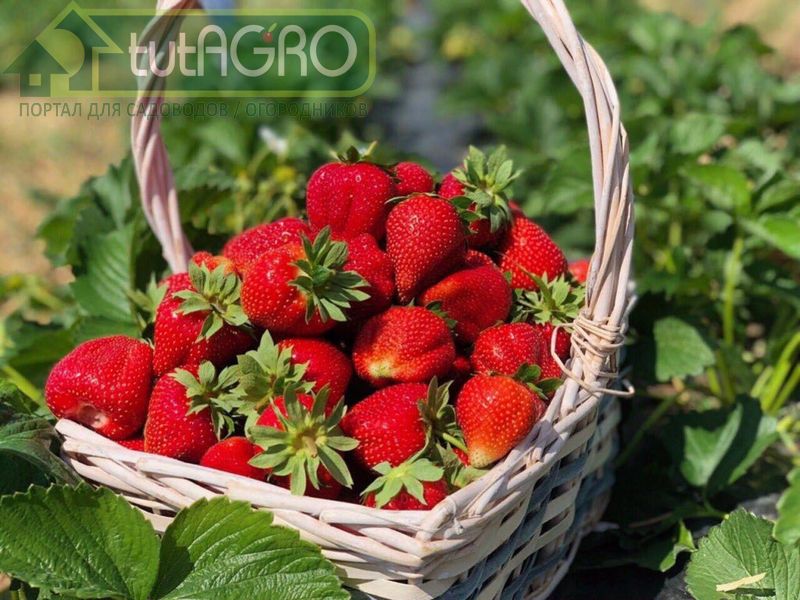 Клубника: старт на финише. Всё для урожая следующего года - AGROzen